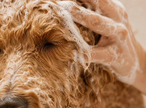 Dog Shampoo | 16 Oz
